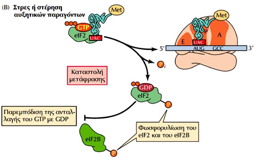 (Α) Η ενεργή μορφή του eif2 (σε σύμπλοκο με GTP) μεταφέρει το εναρκτήριο μεθειονυλο-trna στο ριβόσωμα (Εικ. 8.11). Κατόπιν, ο eif2 απελευθερώνεται από το ριβόσωμα στη μορφή ανενεργού συμπλόκου με GDP.