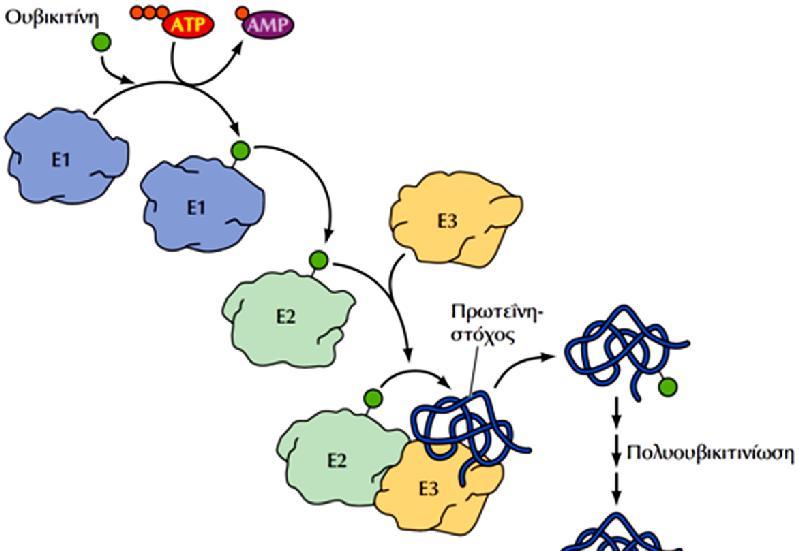 Ουβικιτίνη: Πολυπεπτίδιο 76 αμινοξέων ΑΠΟΙΚΟΔΟΜΗΣΗ ΠΡΩΤΕΙΝΩΝ Τα επίπεδα πρωτεϊνών στο κύτταρο εξαρτώνται από το ρυθμό σύνθεσης και ρυθμό αποικοδόμησης, ώστε ο χρόνος ημιζωής ποικίλλει από