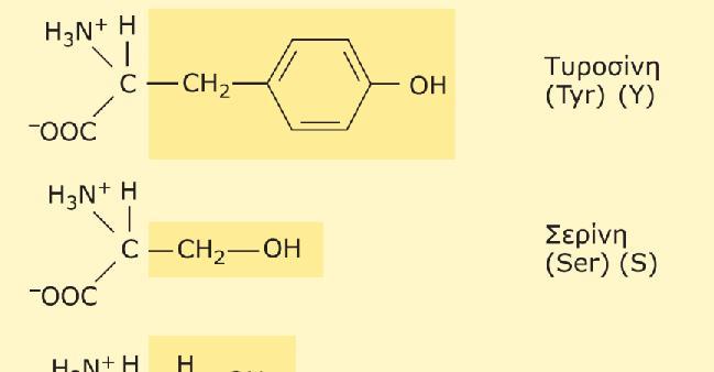 αμινοξέων που