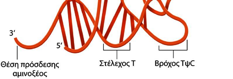 Δομή 3D (σχήμα L): Η αναδίπλωση του trna σε μια συμπαγή τρισδιάστατη δομή σε σχήμα L, όπου ο βρόγχος του αντικωδικωνίου και ο βραχίονας-δέκτης