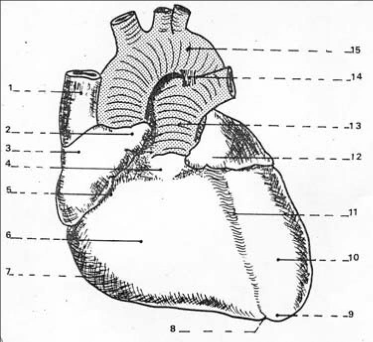 Η κορυφή της καρδιάς, στρεφόμενη προς τα κάτω, πρόσω και αριστερά, σχηματίζεται από το κάτω πέρας της αριστερής κοιλίας και καλύπτεται από τον αριστερό πνεύμονα και υπεζωκότα.