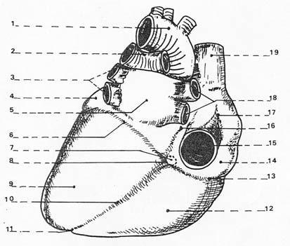 Εικόνα 5: Κάτω (διαφραγματική) και οπίσθια άποψη της καρδιάς. 1. Αορτή (αορτικό τόξο), 2.Πνευμονική αρτηρία (διχασμός), 3.Αριστερές πνευμονικές φλέβες, 4.Αριστερό ους, 5.Αριστερός κόλπος, 6.