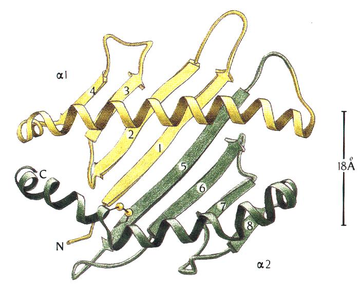 DNA RNA