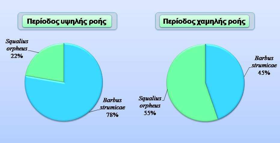 Στις Εικόνες 4.10.1-2 παρουσιάζεται η σχετική αριθµητική αφθονία και βιοµάζα των ειδών κατά την περίοδο της υψηλής και χαµηλής ροής.