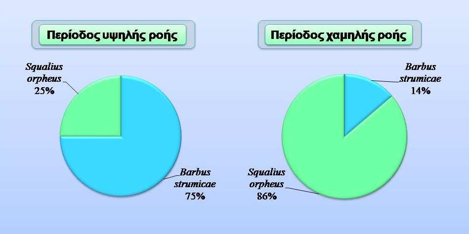 Εικόνα 4.10.1. Σχετική αριθµητική αφθονία των ειδών ψαριών που αλιεύτηκαν κατά την περίοδο της υψηλής (Ιούνιος, 2011) και χαµηλής ροής (Νοέµβριος, 2011). Figure 4.10.1. Relative abundance of each fish species caught during the period of high flow (June, 2011) and low flow (November, 2011).