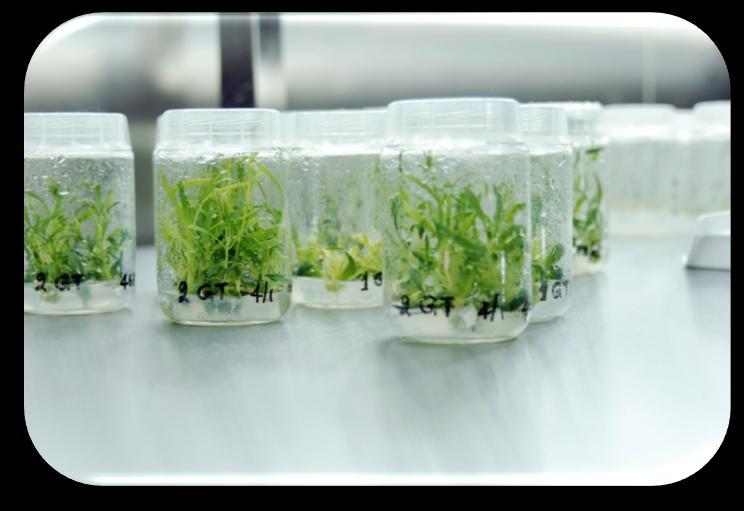 Συνεργασία με την εταιρεία Messinian HUB In vitro αναπαραγωγή φυτικού υλικού πέντε (5) επιλεγμένων ειδών της ελληνικής χλωρίδας και εκπαίδευση επιστημονικού προσωπικού In vitro αναπαραγωγή πέντε (5)