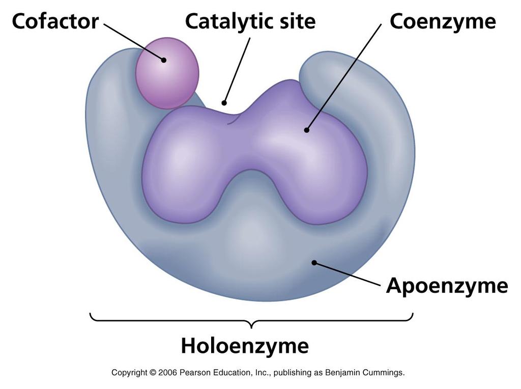 Αποένζυµο - ολοένζυµο Τα συνένζυµα πού είναι ισχυρά