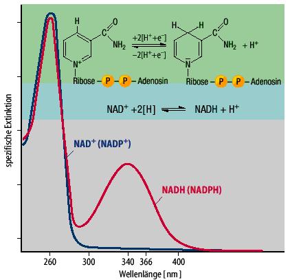 Το NAD+ σαν δότης ή δέκτης ηλεκτρονίων Το πλέον γνωστό συνένζυµο είναι το ΝAD + ή NADP + Είναι