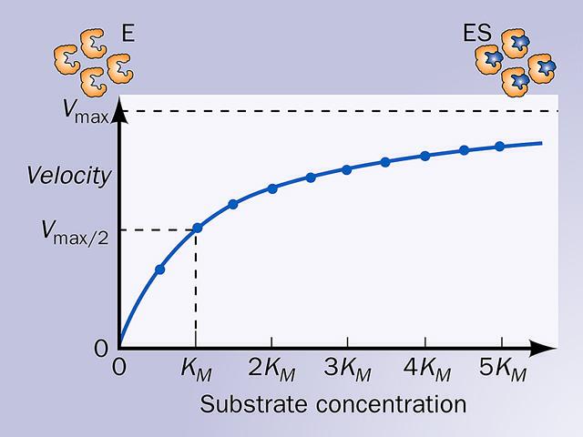 H ταχύτητα µιας ενζυµικής αντίδρασης