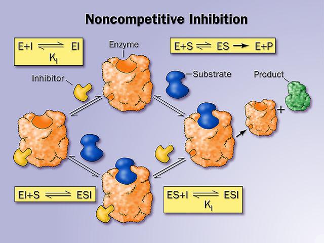 Mη συναγωνιστική αναστολή Ο αναστολέας δένεται σε διαφορετική θέση στο ένζυµο από ότι το υπόστρωµα.