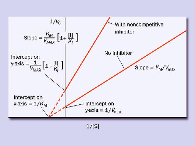 Mη συναγωνιστική αναστολή H καταλυτική δράση του ενζύµου είναι κανονική. Η Κ m που δεν εξαρτάται από τη συγκέντρωση του ενζύµου δεν µεταβάλλεται.