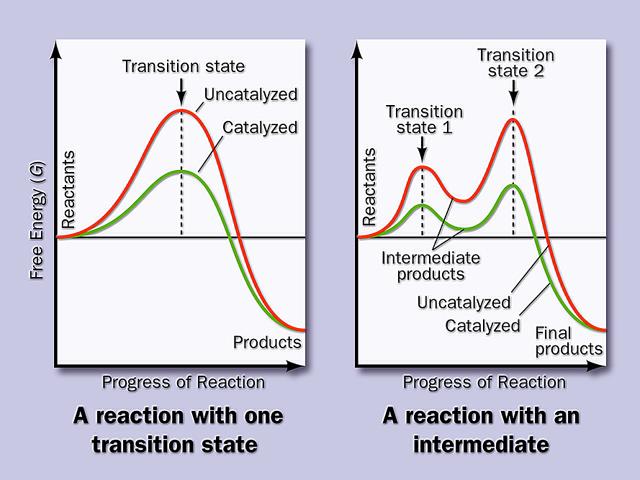 Οι ενζυµικές αντιδράσεις λαµβάνουν χώρα µε µια ή περισσότερες ενδιάµεσες καταστάσεις ή µεταβατικά στάδια Το µεταβατικό στάδιο µιας ενζυµικής
