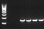 Real-Time PCR, Biosensors/Lab on a chip Μελέτη των μηχανισμών ανάπτυξης των μηκύτων και της