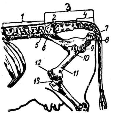 Σκελετός οπίσθιου τμήματος κορμού αγελάδας Σκελετός στο οπίσθιο τμήμα κορμού μιας αγελάδας (1: οσφύς, 2: ιερόν οστό, 3: μήκος λεκάνης γλουτιαίας περιοχής, 4: πρώτοι κοκκυγικοί σπόνδυλοι, 5: έξω