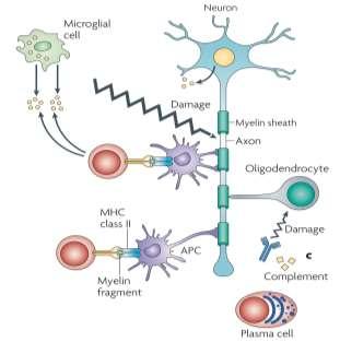 T-cell T h 1 Περιφέρεια ΑΕΦ