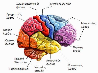 Φλοιώδη κέντρα Κατά τον Snell (Snell 1995) η υποδιαίρεση των φλοιωδών περιοχών σε κινητικές και σε αισθητικές είναι εσφαλμένη γιατί πολλές από τις αισθητικές χώρες είναι πολύ πιο εκτεταμένες και
