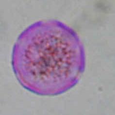 8) ΣΧΗΜΑ: ωοειδές Heliotropium dolosum ΠΕΡΙΟΔΟΣ