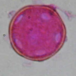 CARYOPHYLLACEAE Stellaria media ΠΕΡΙΟΔΟΣ