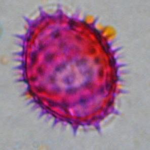 COMPOSITAE Calendula arvensis ΠΕΡΙΟΔΟΣ ΑΝΘΟΦΟΡΙΑΣ: Μάρτιος -Μάιος