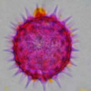 COMPOSITAE Hellianthus annus ΠΕΡΙΟΔΟΣ ΑΝΘΟΦΟΡΙΑΣ:
