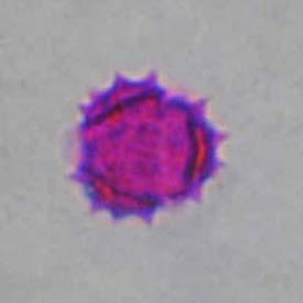COMPOSITAE Marticaria chamomilla ΠΕΡΙΟΔΟΣ ΑΝΘΟΦΟΡΙΑΣ: Μάρτιος Ιούνιος ΜΕΛΙΣΣΟΚΟΜΙΚΗ ΑΞΙΑ: Γύρη Νέκταρ