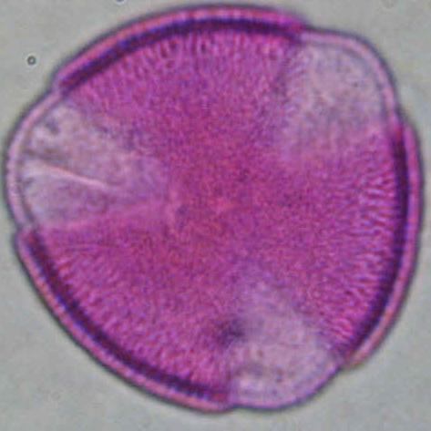 CONVOLVULACEAE Convolvulus arvensis ΠΕΡΙΟΔΟΣ ΑΝΘΟΦΟΡΙΑΣ: Δεκεμβρίους- Νοέμβριος ΜΕΛΙΣΣΟΚΟΜΙΚΗ ΑΞΙΑ: Γύρη Νέκταρ