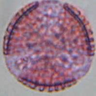 CRUSIFERAE Lepidium draba ΠΕΡΙΟΔΟΣ ΑΝΘΟΦΟΡΙΑΣ: