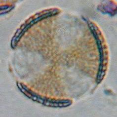 8) ΣΧΗΜΑ: ωοειδές Sisymbrium irio ΠΕΡΙΟΔΟΣ
