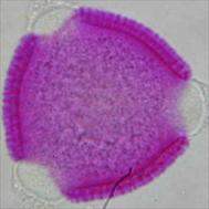 GERANIACEAE Geranium dissectum ΠΕΡΙΟΔΟΣ ΑΝΘΟΦΟΡΙΑΣ: