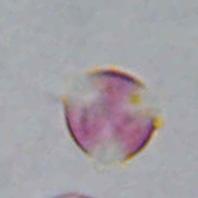 Hypericum triquetrifolium GUTTIFERAE ΠΕΡΙΟΔΟΣ