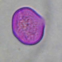 Melilotus indicus LEGUMINOSAE ΠΕΡΙΟΔΟΣ ΑΝΘΟΦΟΡΙΑΣ: Απρίλιος - Μάιος