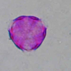 8 μm ΣΧΗΜΑ: ωοειδές Lagerstroemia indica ΠΕΡΙΟΔΟΣ