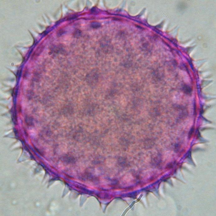 MALVACEAE Gossypium hirsutum ΠΕΡΙΟΔΟΣ ΑΝΘΟΦΟΡΙΑΣ: Ιούλιος-Οκτώβριος ΜΕΛΙΣΣΟΚΟΜΙΚΗ ΑΞΙΑ: Γύρη Νέκταρ ΧΑΡΑΚΤΗΡΙΣΤΙΚΑ ΓΥΡΕΟΚΟΚΚΟΥ: ΔΙΑΜΕΤΡΟΣ: 103.6 μm (100.4-111.