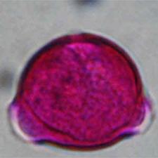 Prunus amygdalus ROSACEAE ΠΕΡΙΟΔΟΣ ΑΝΘΟΦΟΡΙΑΣ: Μάρτιος ΜΕΛΙΣΣΟΚΟΜΙΚΗ ΑΞΙΑ: Γύρη Νέκταρ