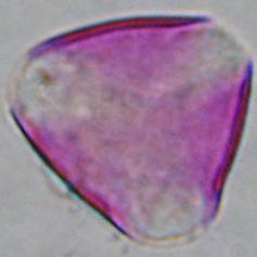 Pyrus communis ROSACEAE ΠΕΡΙΟΔΟΣ ΑΝΘΟΦΟΡΙΑΣ:
