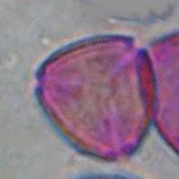 VΙΤACEAE Vitis vinifera ΠΕΡΙΟΔΟΣ ΑΝΘΟΦΟΡΙΑΣ: