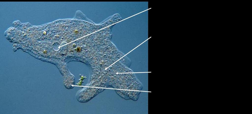 Amoebozoa (Αμοιβάδες) Τάξη: Tubulinida Οικογένεια: Amoebidae Γένος: Amoeba Είδος: