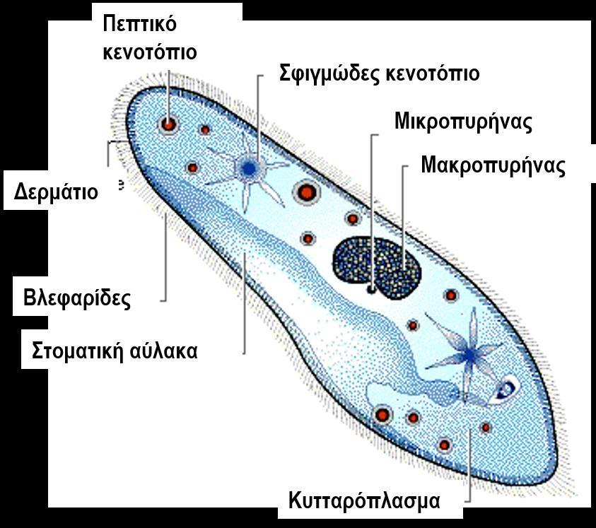 Κυψελιδωτά (Βλεφαριδοφόρα) Ομοταξία: Oligohymenophorea Τάξη: Peniculida Οικογένεια: