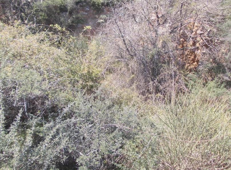 Εικόνα 22. Εμφάνιση λειμωνίτη κοντά στα παλιά μέτωπα εκμετάλλευσης Εικόνα 23. Λίγα μέτρα από την είσοδο μιάς εκ των στοών με την πυκνή βλάστηση να είναι ανυπέρβλητο εμπόδιο.