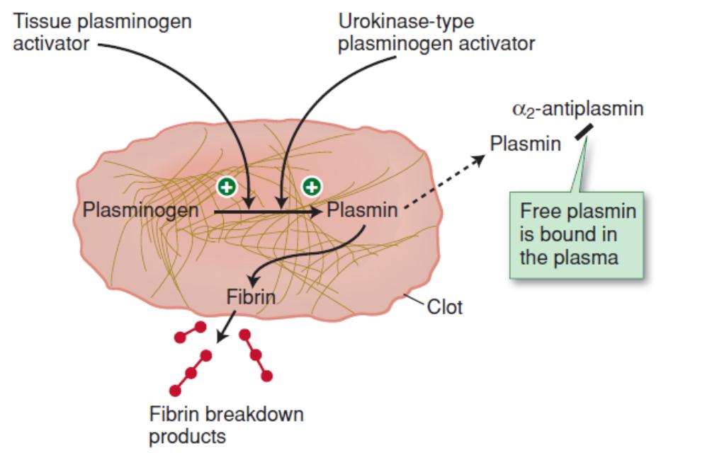 δεσμεύονται στο δίκτυο ινώδους Ο t-pa ενεργοποιείται από το