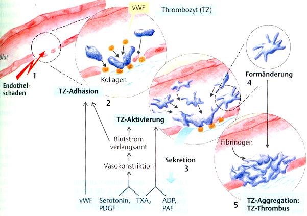 1. Βλάβη αγγείου Αιμοπεταλιακή συσσώρευση 2. Προσκόλληση αιμοπεταλίων παράγοντας vοn Willebrand 4.