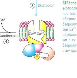 ΑΤΡάση Na + -K + Na + Na + 0,1µΜ Ca ++