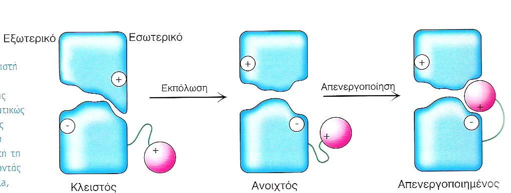 Απενεργοποίηση του διαύλου Κ + (το