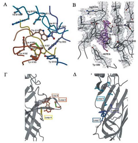Εισαγωγή nachr (Kao and Karlin 1986, Dennis et al 1988, Galzi et al 1990, Galzi et al 1991, Fu and Sine 1994).