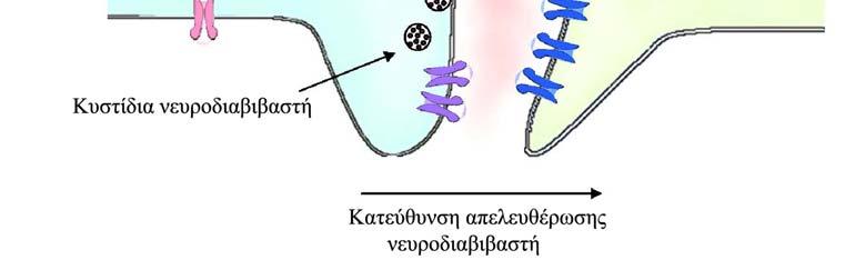 λειτουργία (α7, α4β2, α3β4) (Alkondon and Albuquerque 2004).