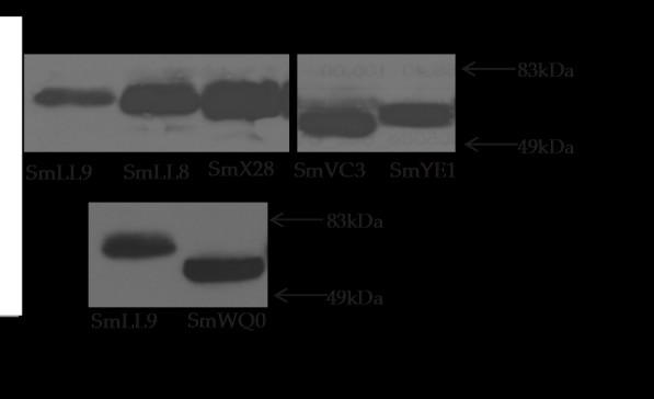Πρόσληψη [ 3 Η]υποξανθίνης 1μΜ (nmol/mg) Πρόσληψη [ 14 C]ουρικού οξέος 4μΜ (nmol/mg) Πρόσληψη [ 3 Η]γουανίνης 1μΜ (nmol/mg) Πρόσληψη [ 3 Η]ξανθίνης 1μΜ (nmol/mg) Πρόσληψη [ 3 Η]αδενίνης 1μΜ (nmol/mg)