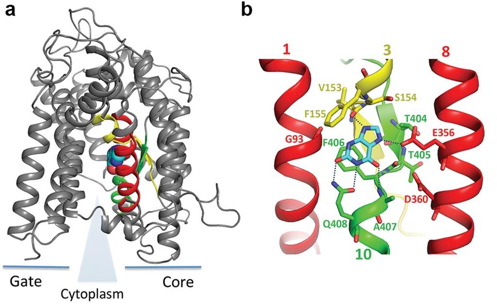 Πρόσφατα οι Kalli et al. (2015) δημοσίευσαν την ανάλυση του μεταφορέα UraA με μοριακή δυναμική, απουσία υποστρώματος, σε διαφορετικής λιπιδιακής σύστασης μεμβράνες.