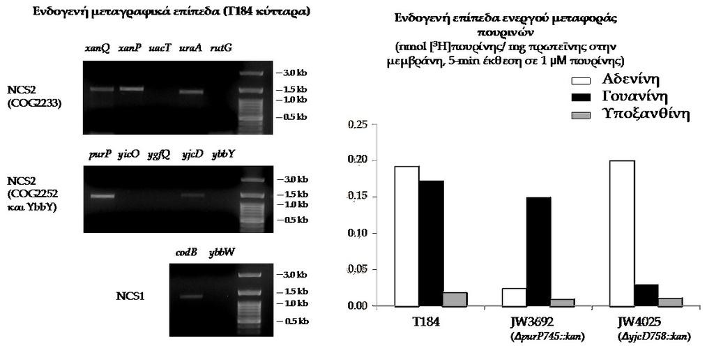 2.7 Επιλογή κατάλληλου στελέχους E.coli για τα πειράματα ενεργού μεταφοράς Για τον λειτουργικό έλεγχο των μεταφορέων αυτών αρχικά έπρεπε να χρησιμοποιηθούν κατάλληλα κύτταρα Ε.coli. Τα κύτταρα Ε.