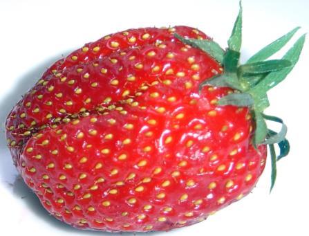 Εξέλιξη εξαγωγών φράουλας από τη χώρα μας