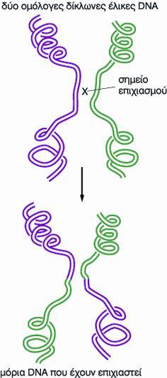 Επιχιασμός-ανασυνδυασμός γονιδίων Ο επιχιασμός εμφανίζεται όταν ομόλογα χρωμοσώματα ανταλλάσσουν τμήματα ως αποτέλεσμα της ακραίας δομικής και
